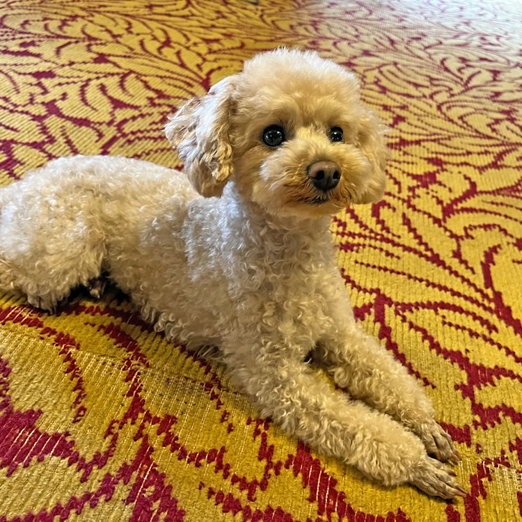 看板犬ららちゃん